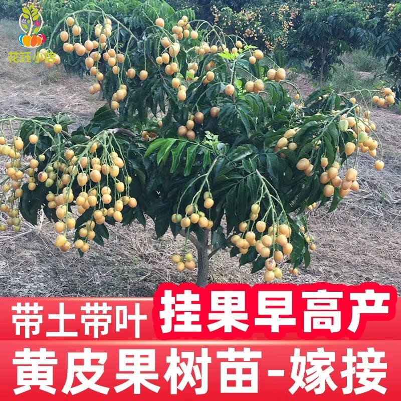 南方适合种植什么水果