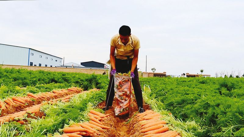 Carrot growing technology video