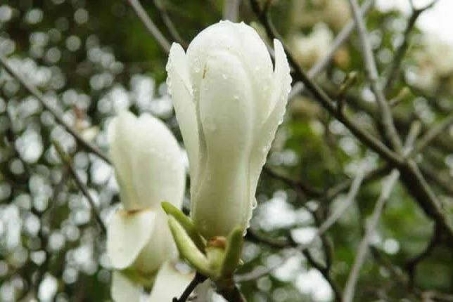 玉兰种子种植技术