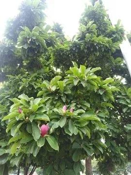 玉兰种子种植技术