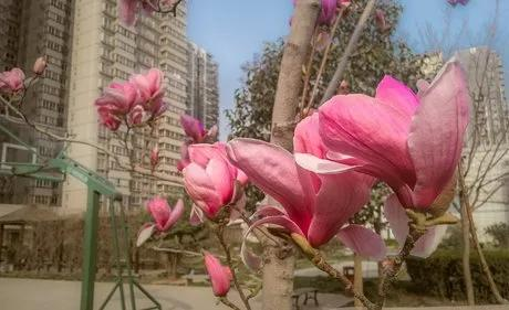 玉兰种子种植技术