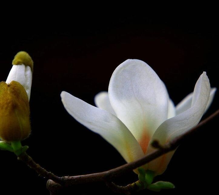 玉兰种子种植技术