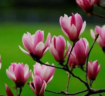 玉兰种子种植技术