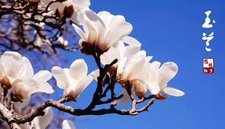 玉兰种子种植技术