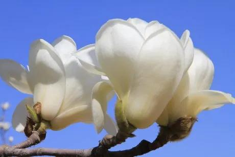 玉兰种子种植技术