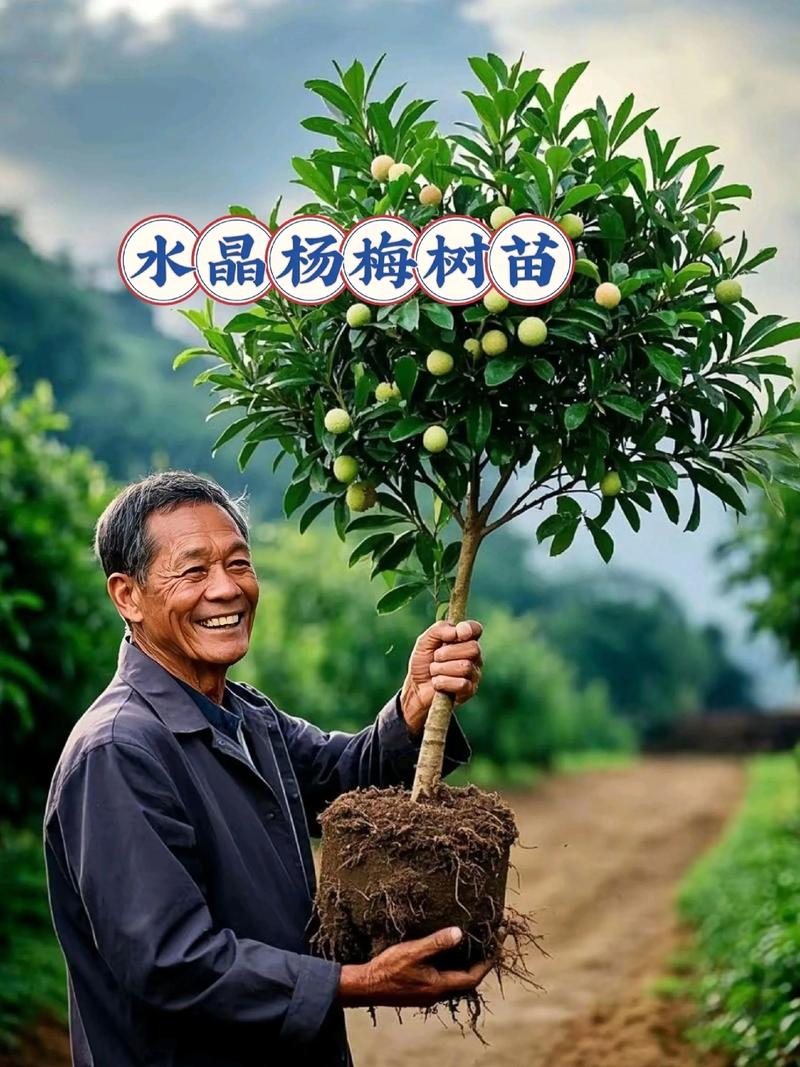 Yang mei plantation technology