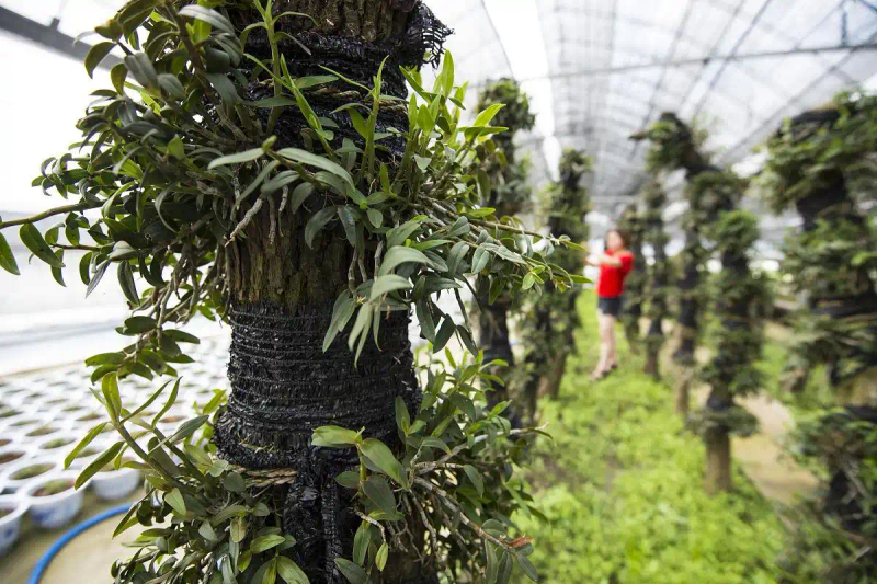 30家庭种植铁皮石斛方法