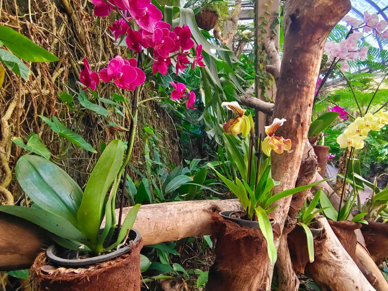 30家庭种植铁皮石斛方法