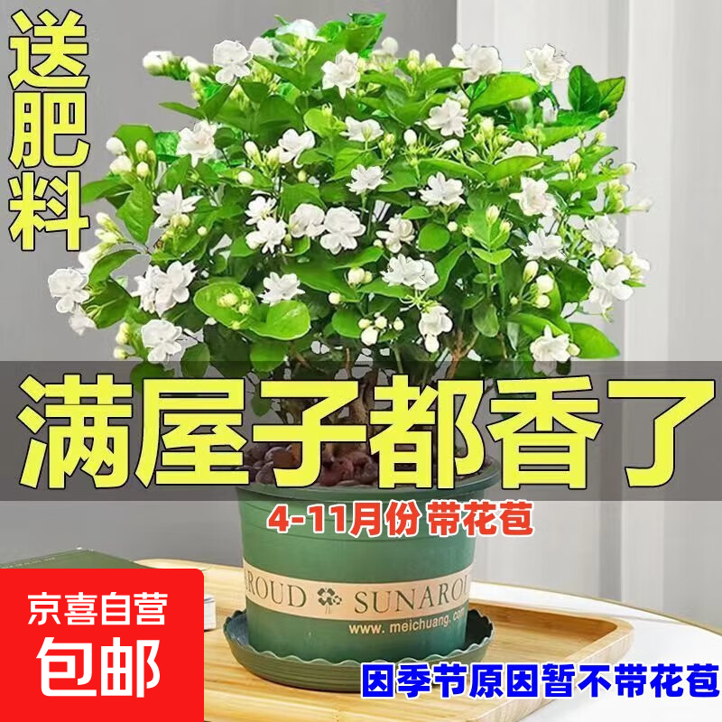 30家庭种植铁皮石斛方法
