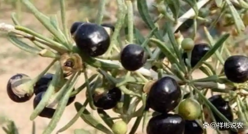 黑枸杞种植技术