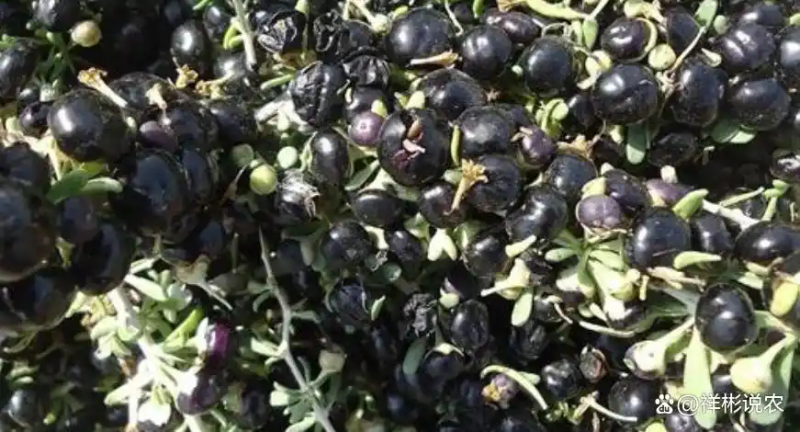 黑枸杞种植技术