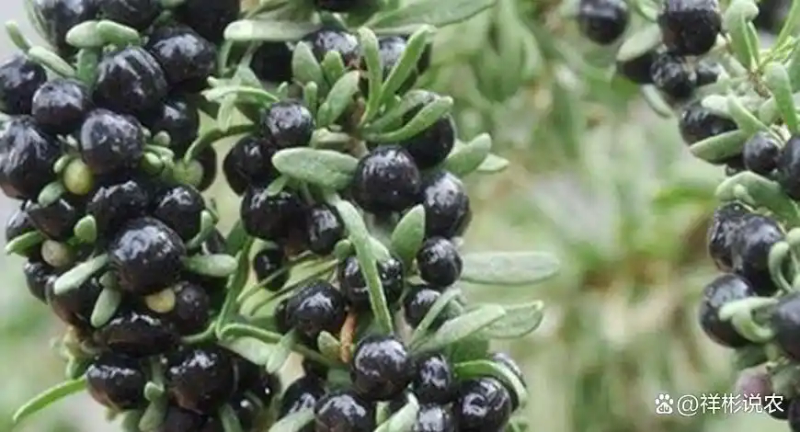 黑枸杞种植技术