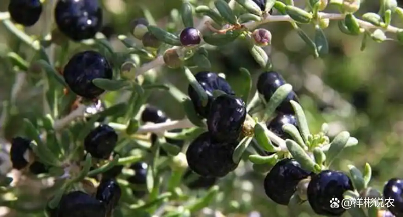 黑枸杞种植技术