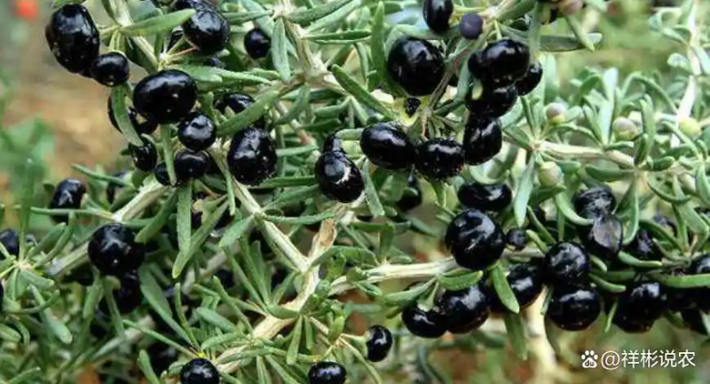 黑枸杞种植技术