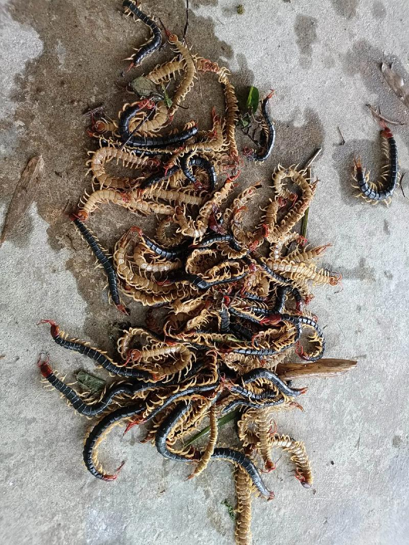 蜈蚣养殖行情