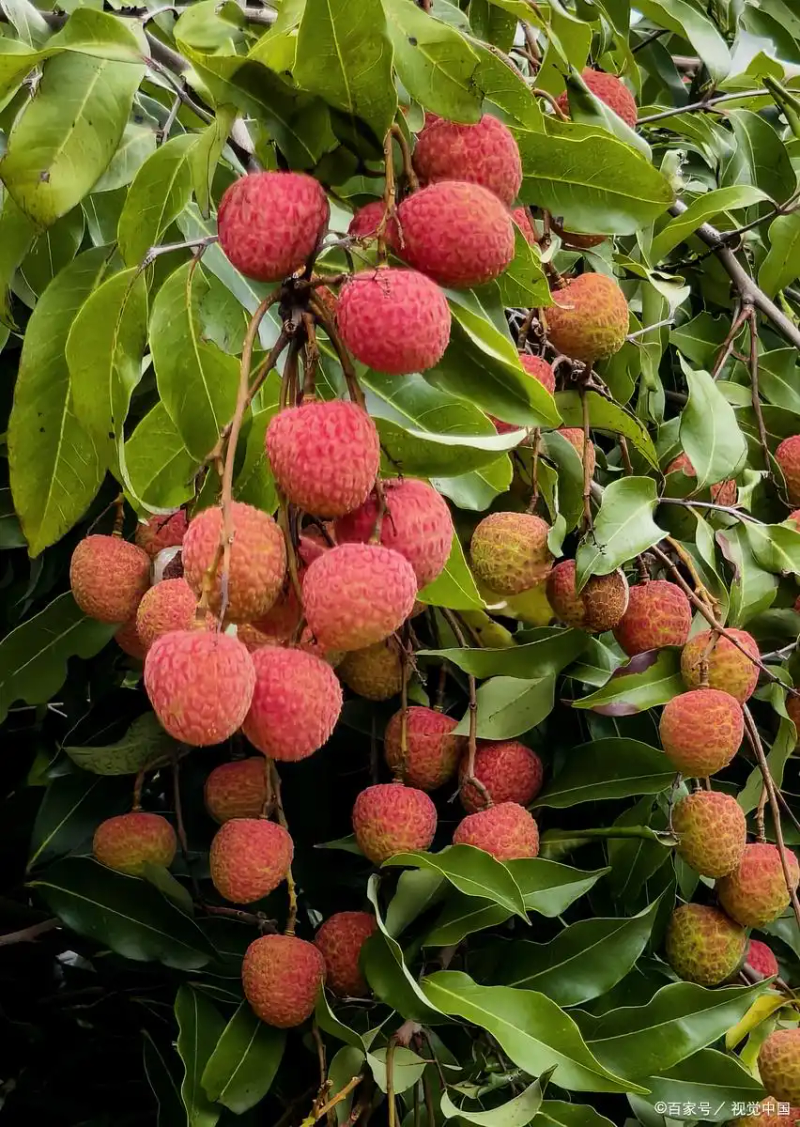 南方适合种植什么水果