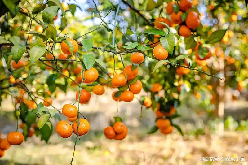 南方适合种植什么水果