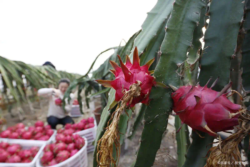 南方适合种植什么水果