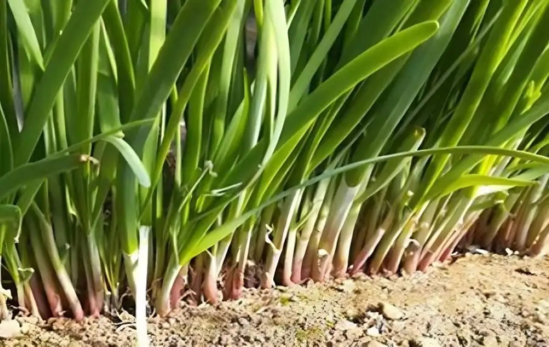 韭菜种植最简单方法