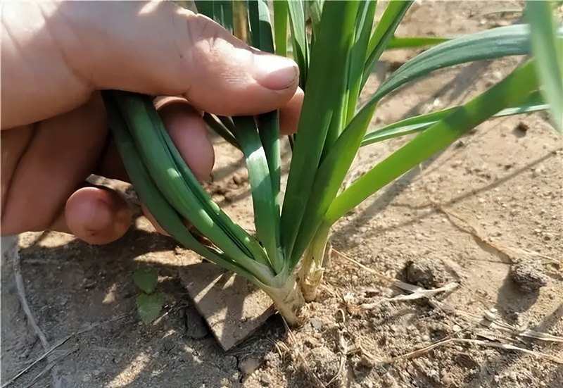 韭菜种植最简单方法