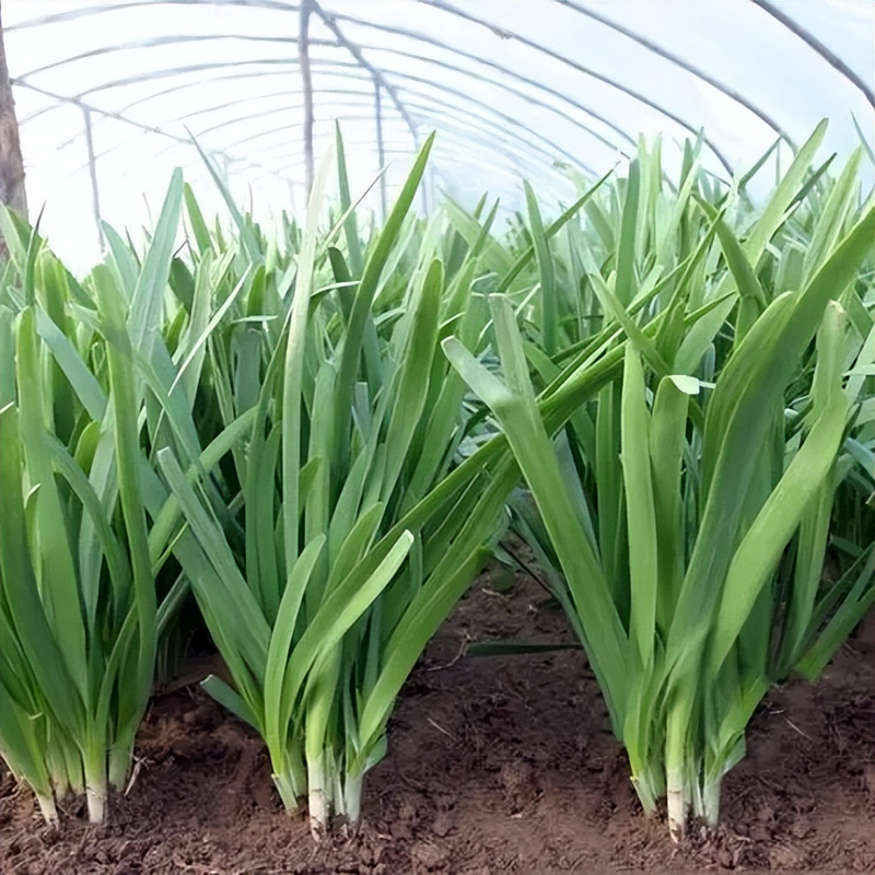 韭菜种植最简单方法