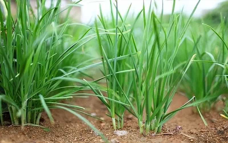韭菜种植最简单方法