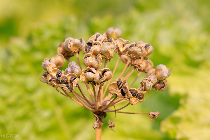 韭菜种植最简单方法