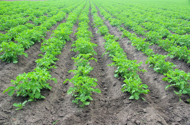 Potato farming techniques
