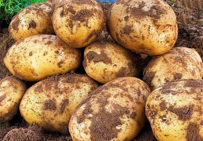 Potato farming techniques