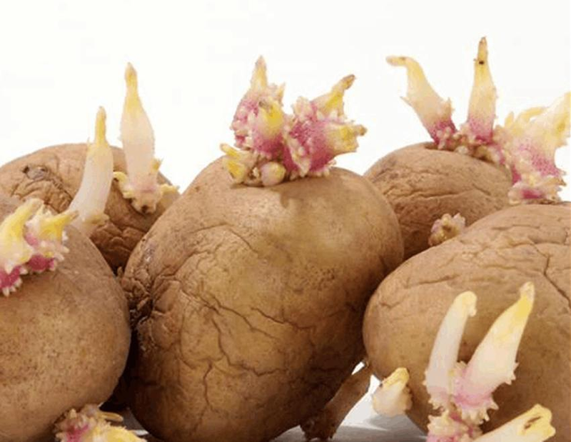 Potato farming techniques