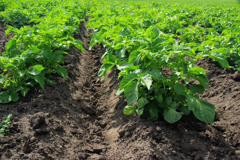 Potato farming techniques