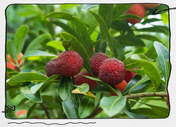 Yang mei plantation technology