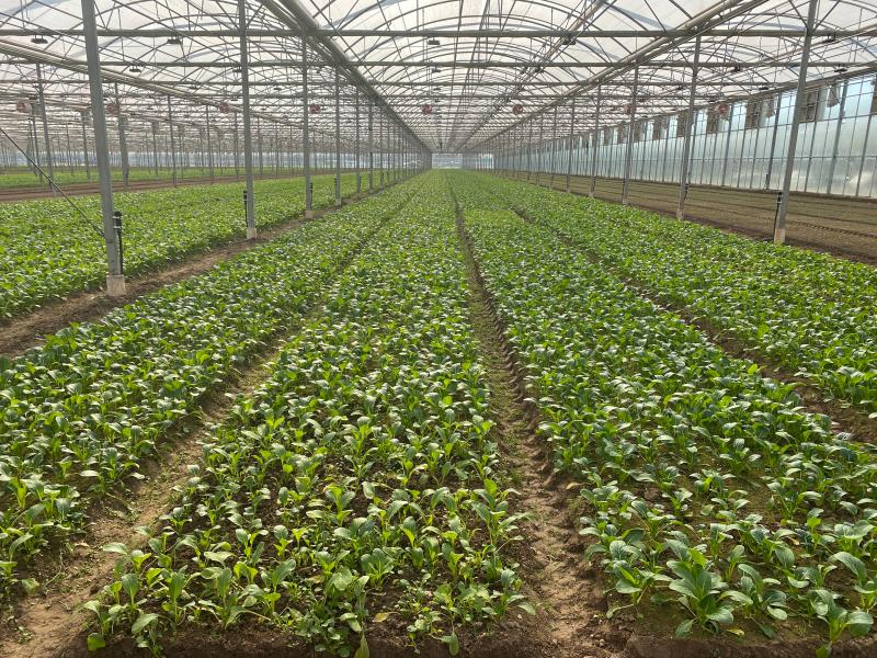 全球最大单体温室在上海诞生,种的是上海人最喜欢的鸡毛菜,价格便宜好多