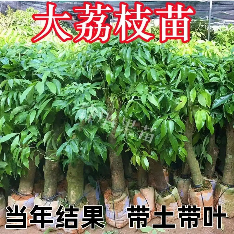 南方适合种植什么水果