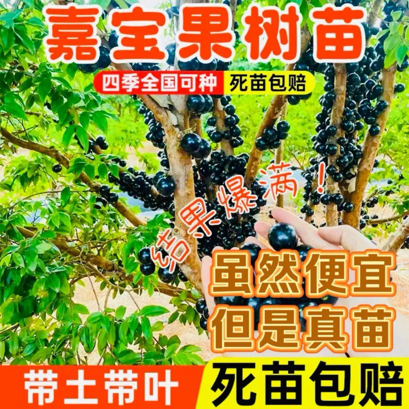 南方适合种植什么水果