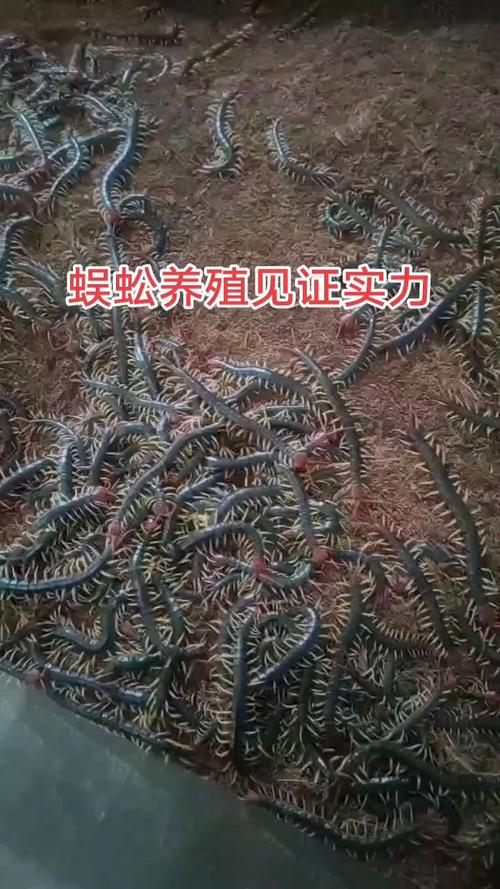 蜈蚣养殖行情