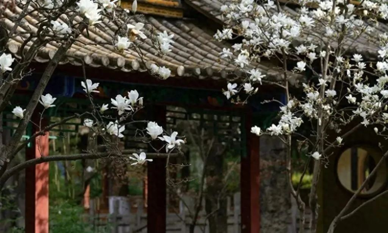 玉兰种子种植技术