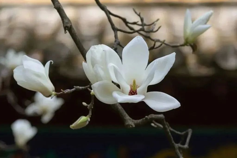 玉兰种子种植技术