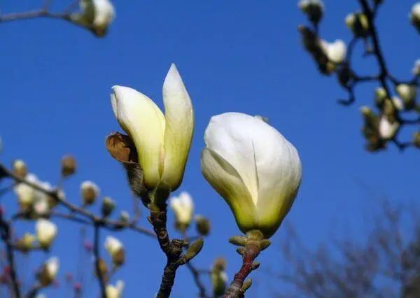 玉兰种子种植技术