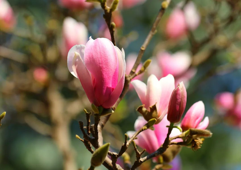 玉兰种子种植技术