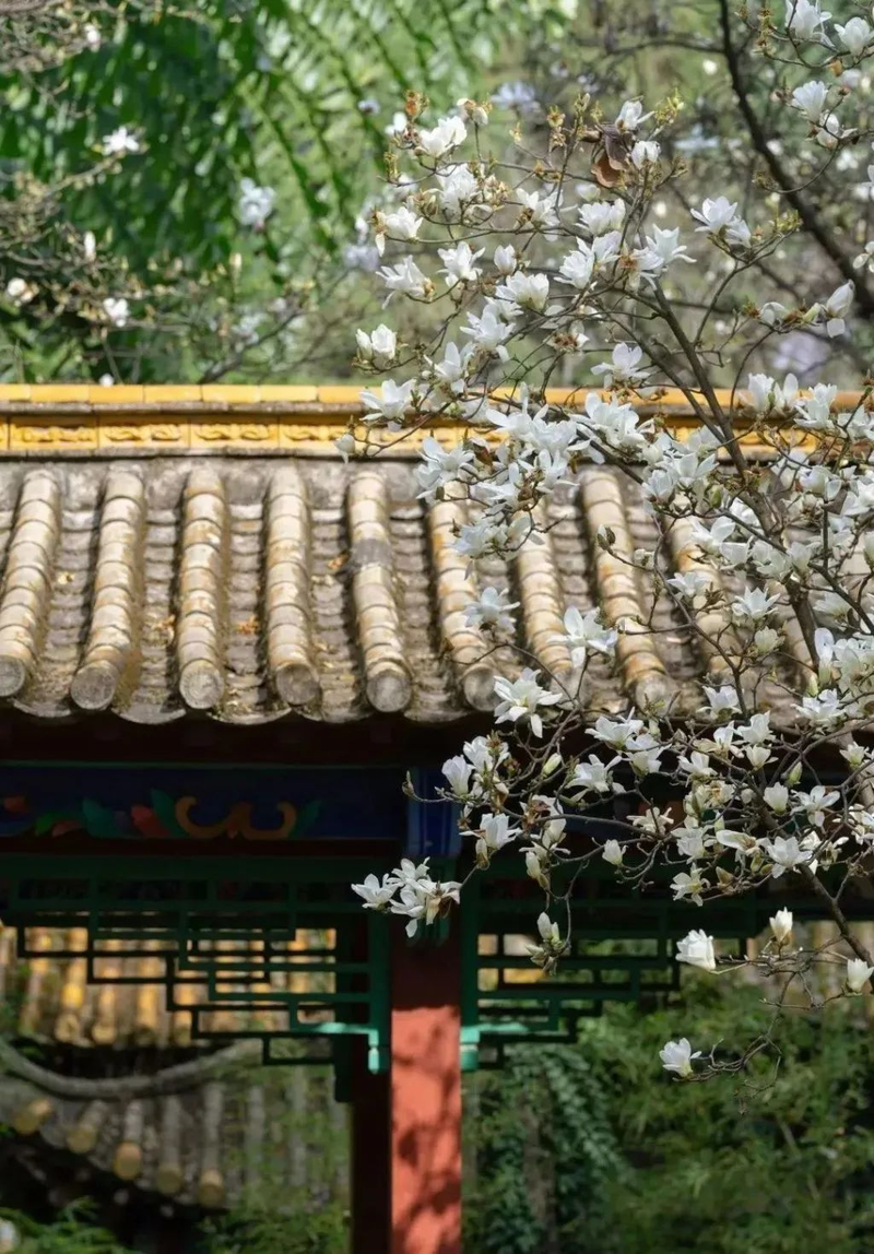 玉兰种子种植技术