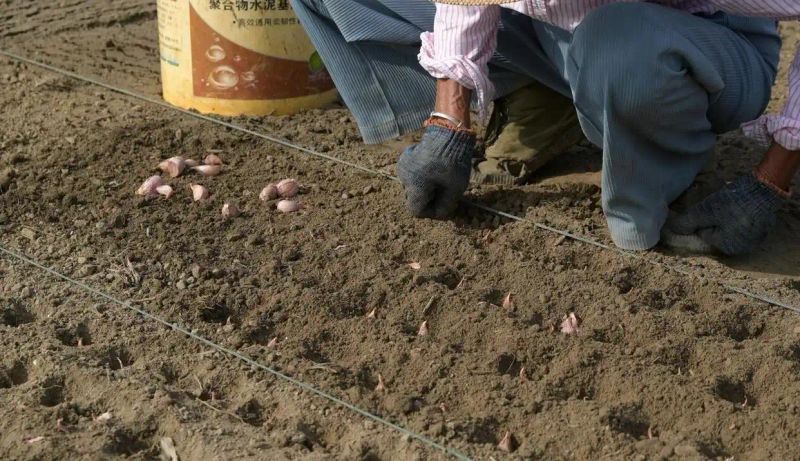 Northeast garlic growing technology