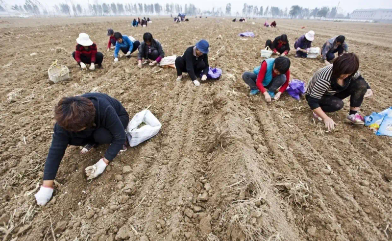 Northeast garlic growing technology