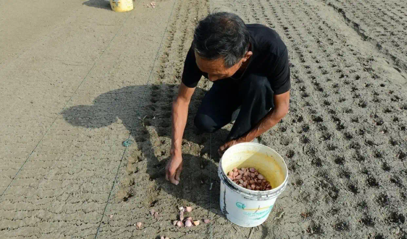Northeast garlic growing technology