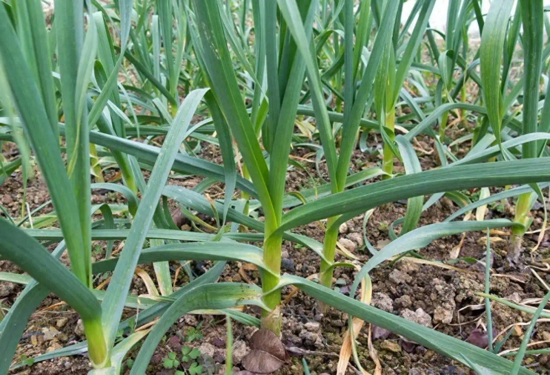 Northeast garlic growing technology