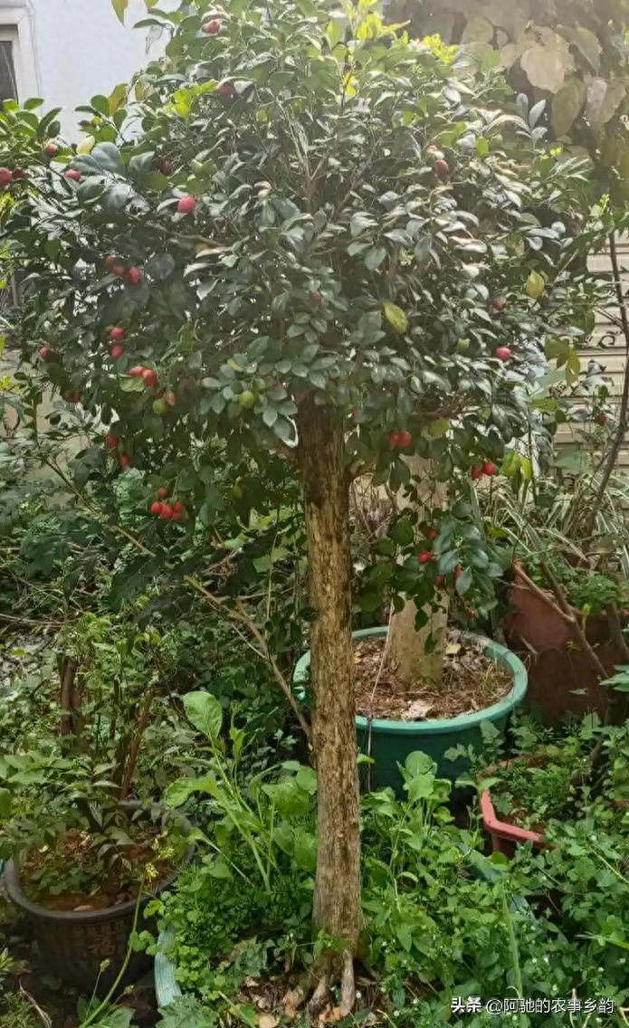 A fruit tree for the balcony