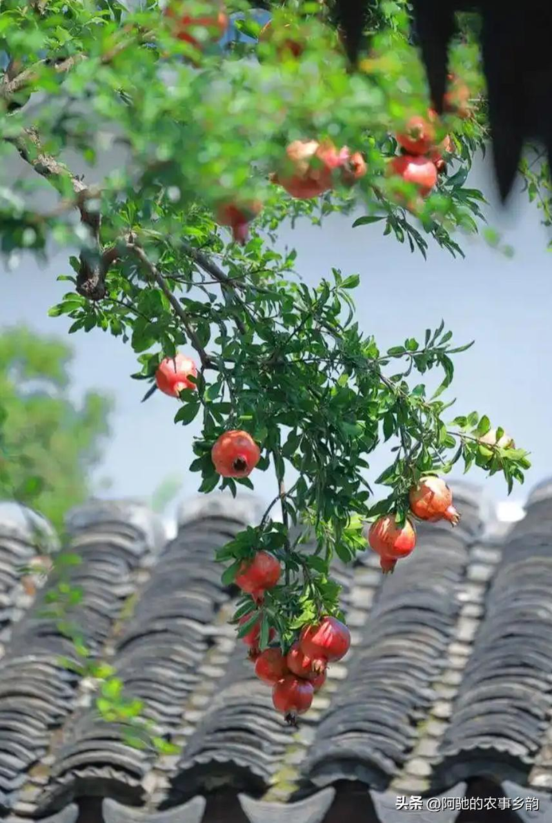 A fruit tree for the balcony
