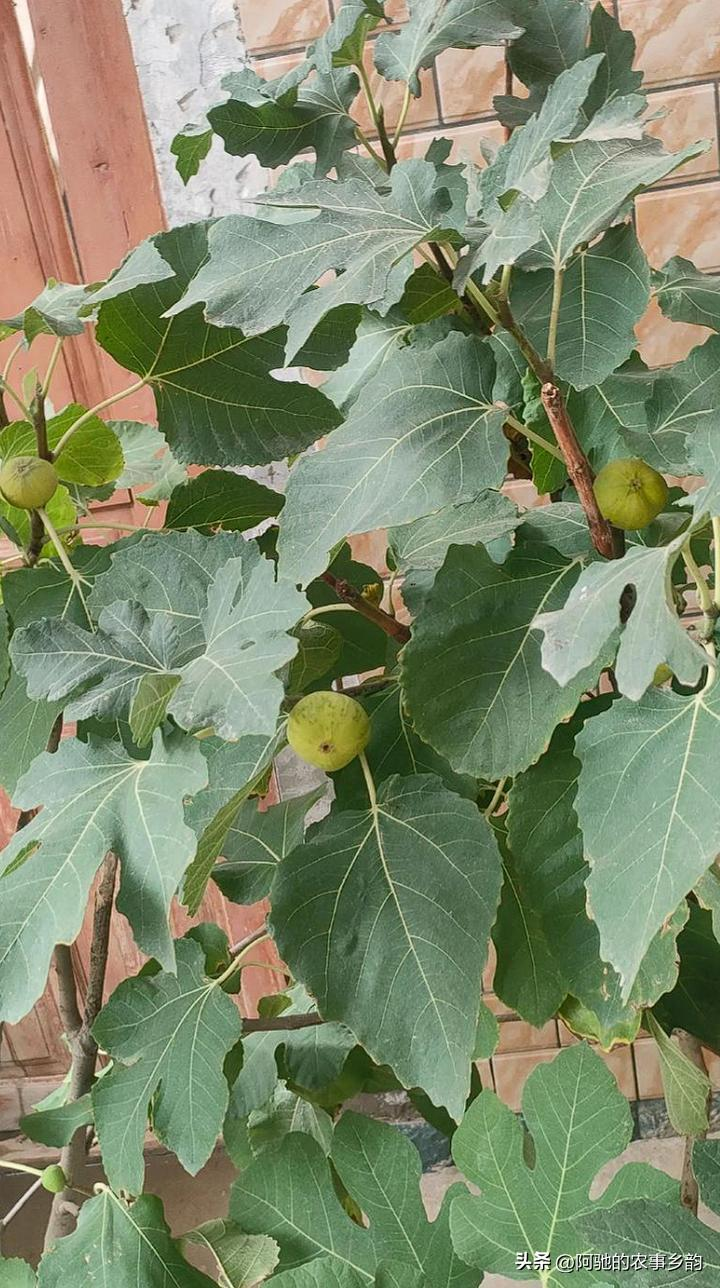 A fruit tree for the balcony
