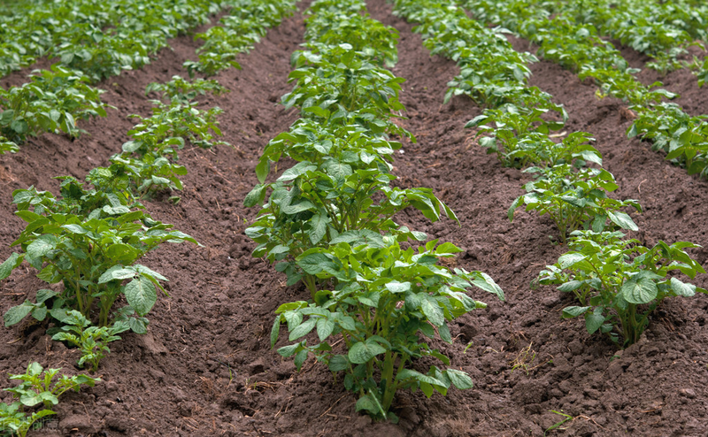 土豆种植技术