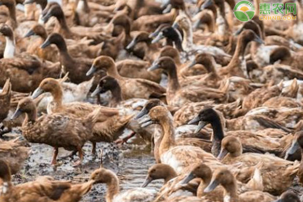 养鸭成本一只多少钱